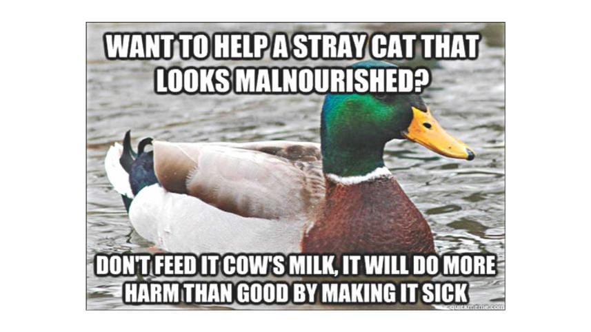 caring_for_stray_animals1_0.jpg
