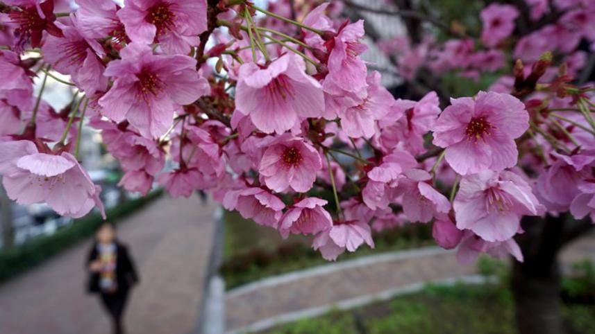 cherry-blossoms-1.jpg
