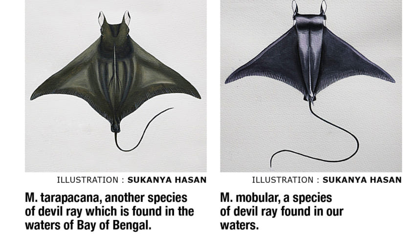 devil-ray.jpg