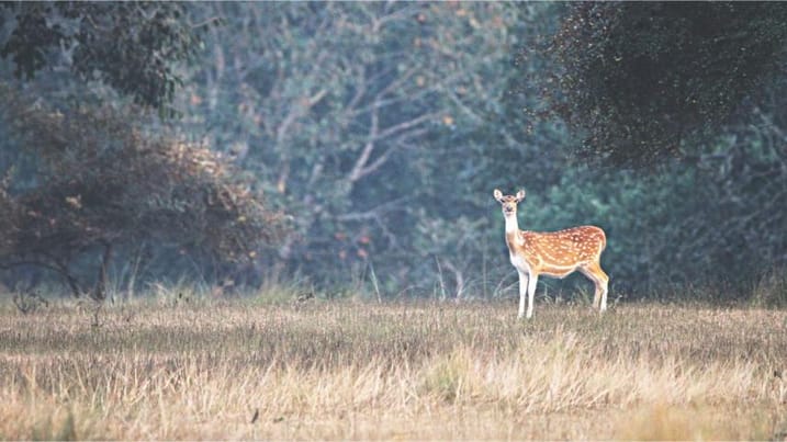 Gambling with the last glory of Bengal