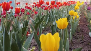 Tulips bloom in Bangladesh