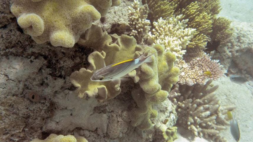 Great Barrier Reef--4.jpg