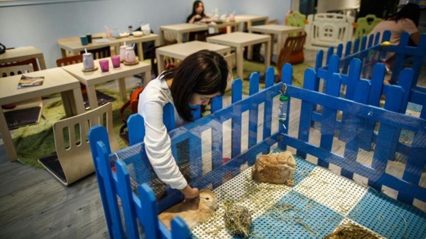 Hong Kong,cafe,resident,rabbits,customers,pet,bunnies,cat cafes