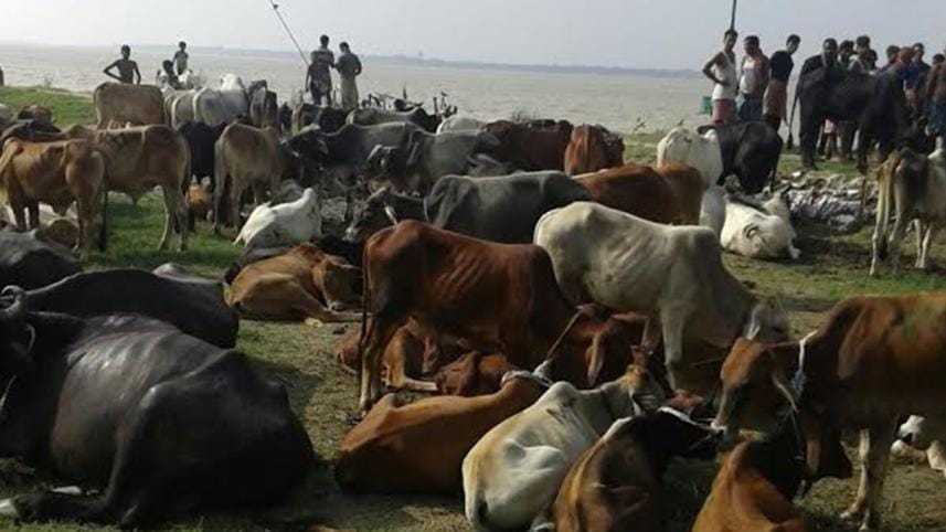 Indian cattle-2.jpg