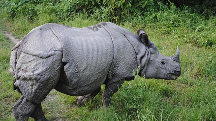 indian rhino.jpg
