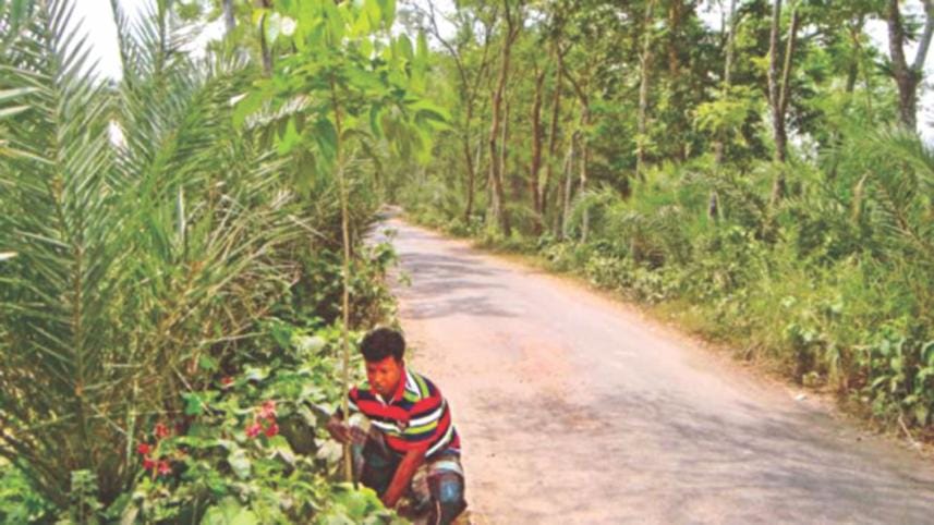 jahir raihan the planter 2.jpg