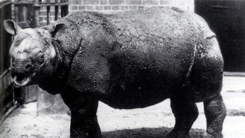 Javan rhino.jpg