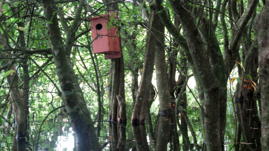 moulvibazar_wild_birds_breeding_in_artificial_boxes_pic_5.jpg