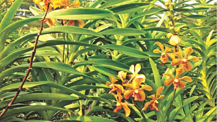 Orchids find a new home