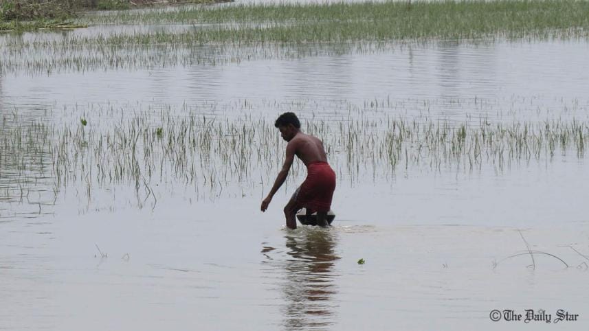 rangpur_paddy_field.jpg