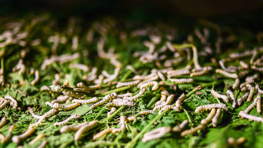 Bangladesh silk industry