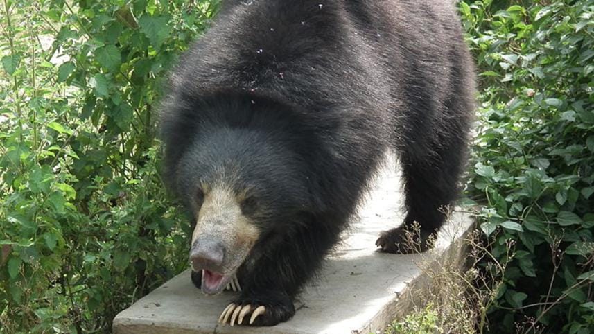 sloth bear.JPG