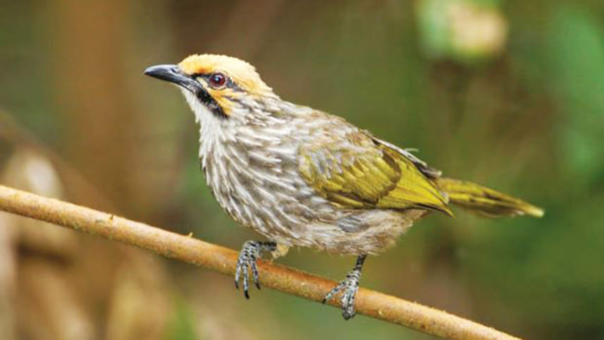 straw headed Bulbul