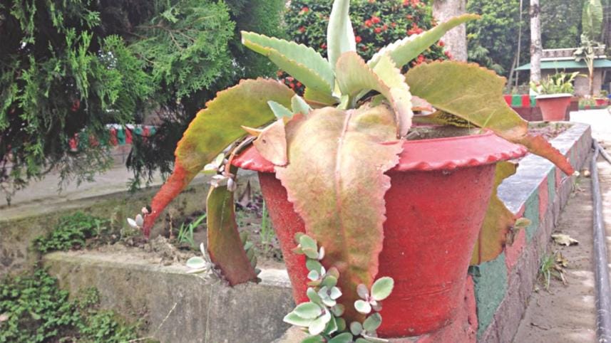 Succulents Rugged Beauty