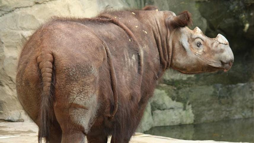 sumatran rhino.jpg