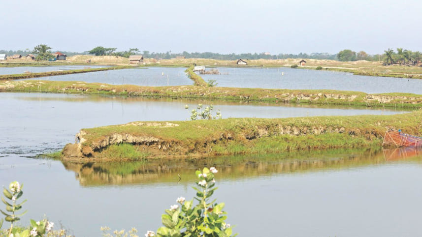 sundarbans1.jpg