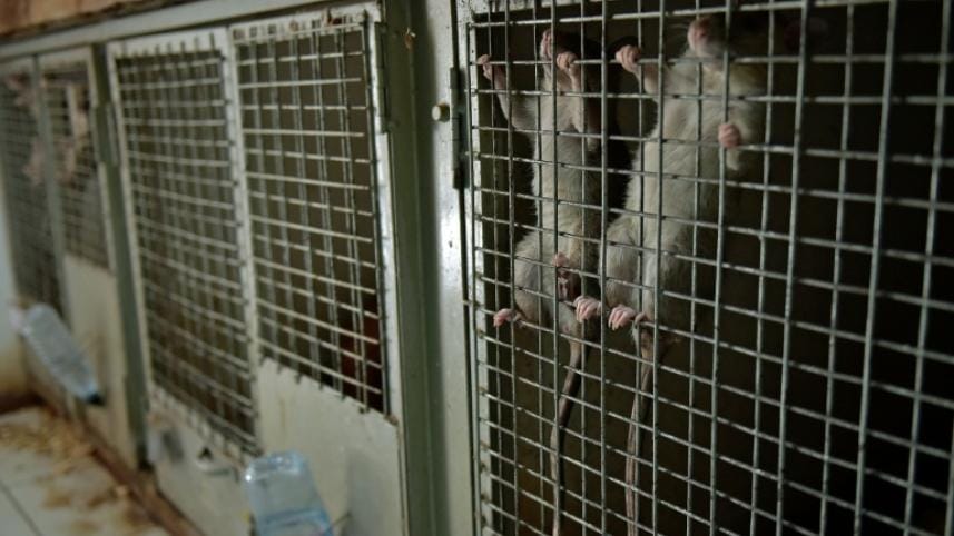 tanzanian rat-afp-3.jpg