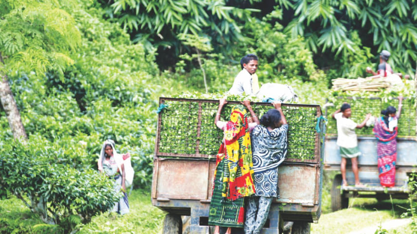 tea_garden_worker.jpg