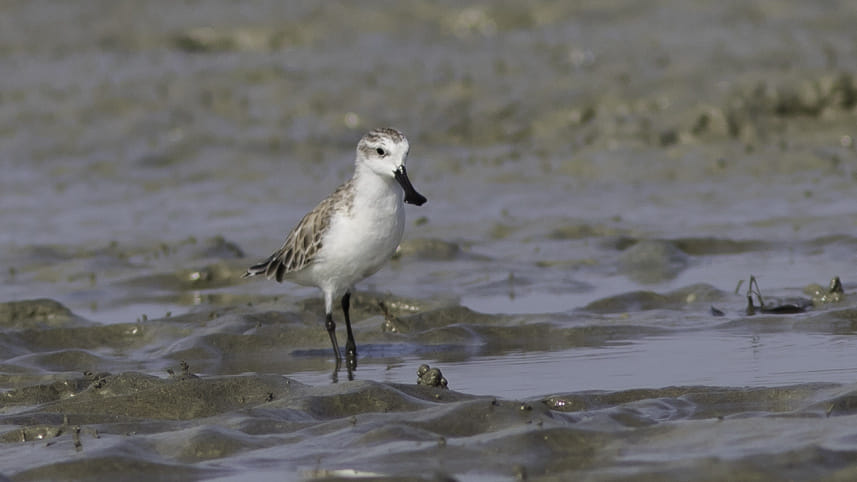 the_endangered_spoon-billed_sandpiper_is_a_regular_winter_visitor_to_the_intertidal_mudflats_of_bangladesh.jpg