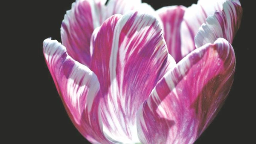 The language of flowers