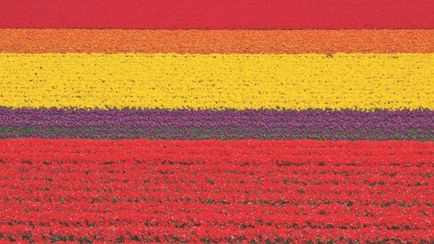 Tiulip