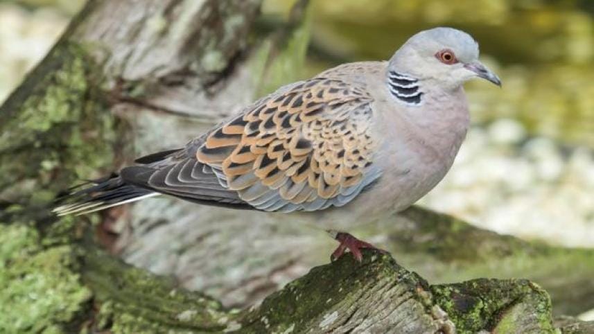 turtle dove.jpg