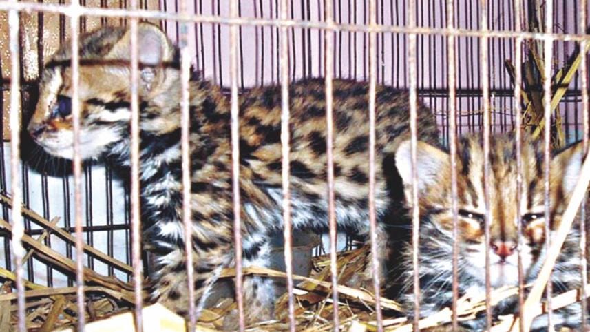 wild cats rescued