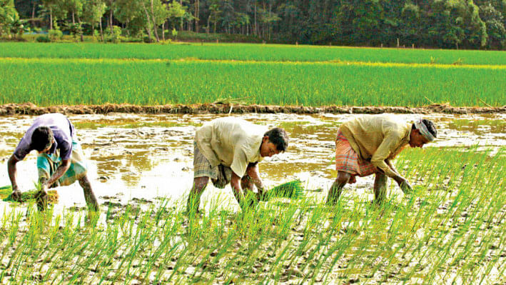 paddy variety | The Daily Star