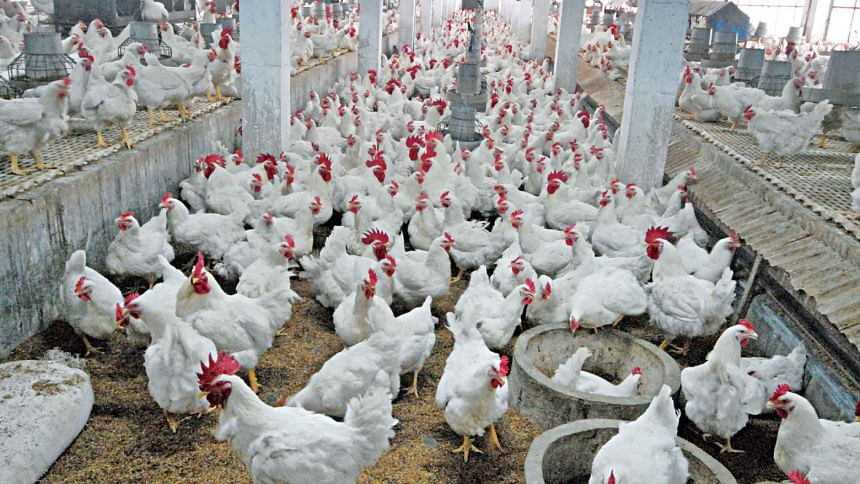 Poultry producers urge govt to fix egg, chicken prices Poultry producers urge govt to fix egg, chicken prices