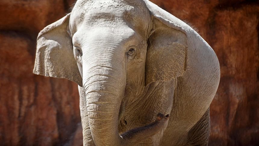 elephant death elephant death