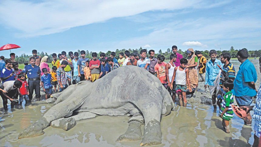 Bangabahadur, indian elephant, Bangabahadur passed away Bangabahadur, indian elephant, Bangabahadur passed away