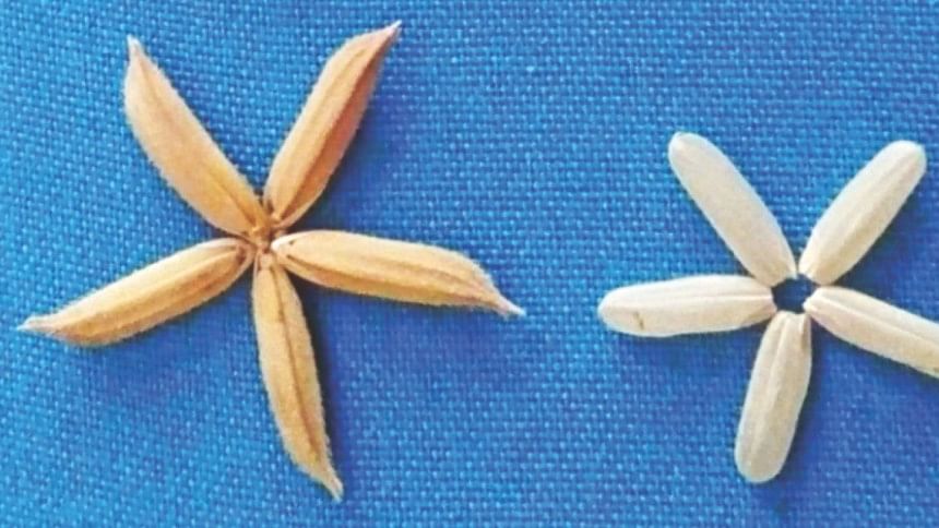 Biotech rice in Bangladesh Biotech rice in Bangladesh
