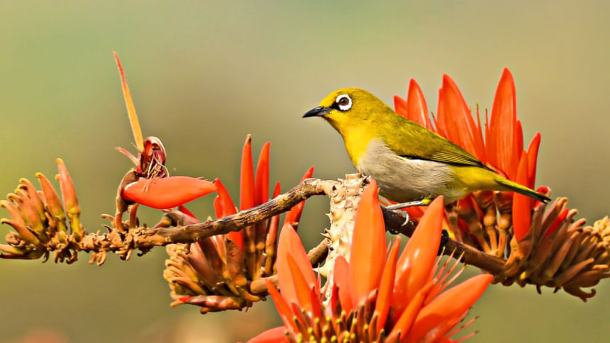 Bird