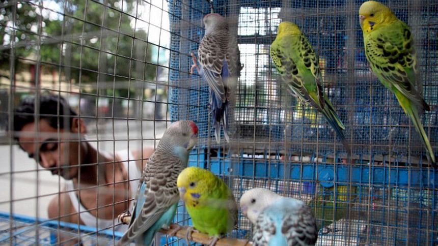 Indian bird seller Indian bird seller