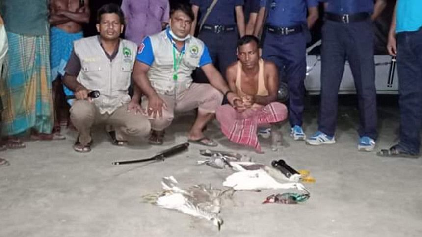 wild birds dead wild birds dead