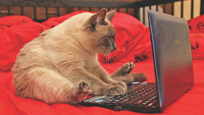 cat