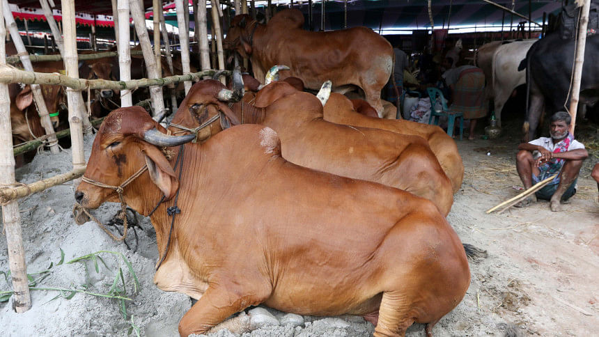 Sacrificial Animal waste to be cleaned in 24 hours Sacrificial Animal waste to be cleaned in 24 hours