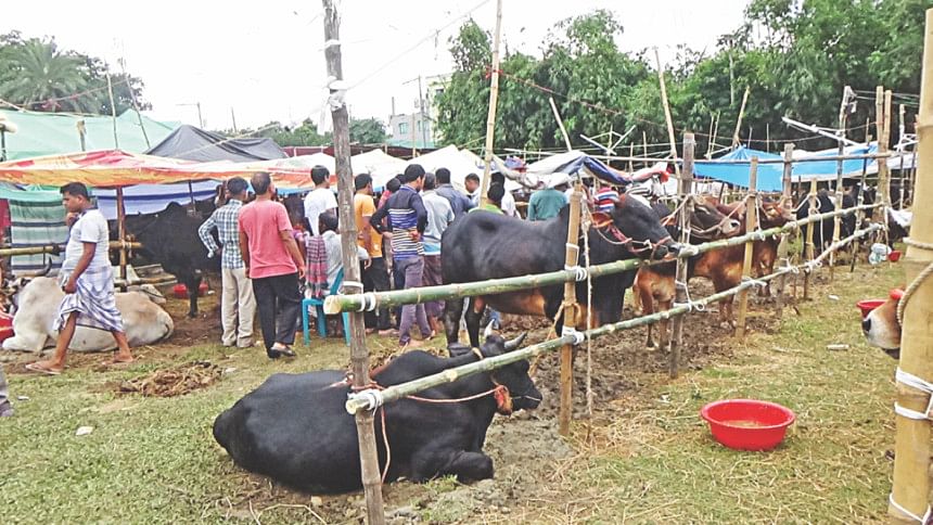 Dhaka cattle market Dhaka cattle market