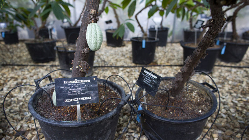 British 'chocolate greenhouse' saving the world's cocoa British 'chocolate greenhouse' saving the world's cocoa