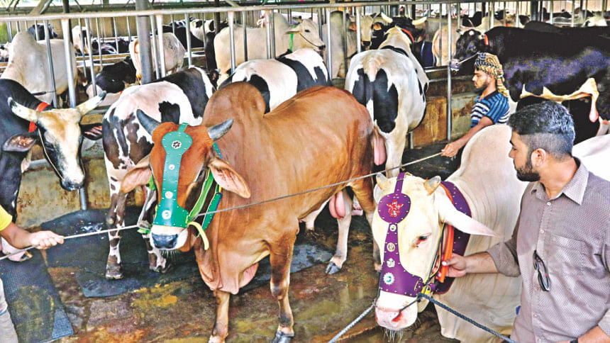 Boon for cattle farmers Cow Market, Eid-ul-Azha, Qurbani, Sacrificial animals