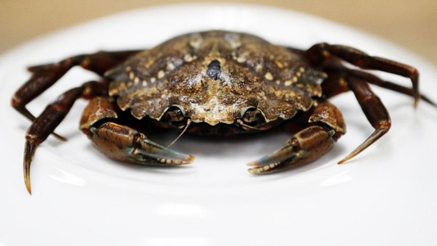 green crab green crab
