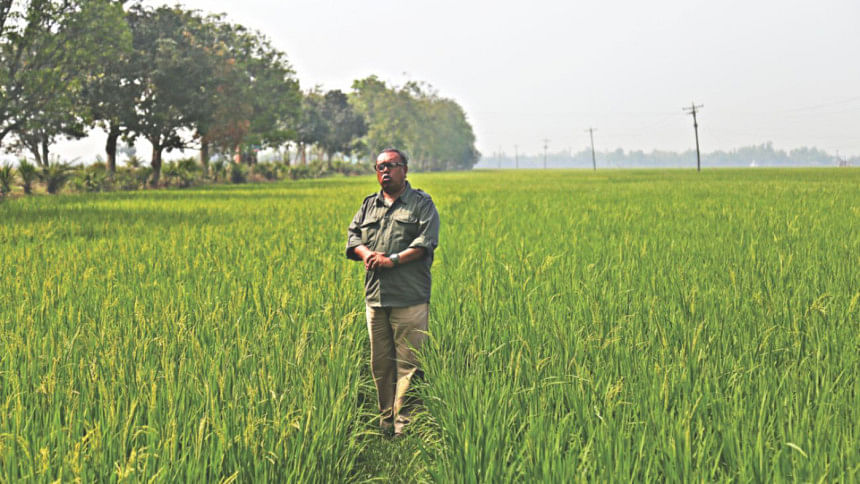 green paddy field