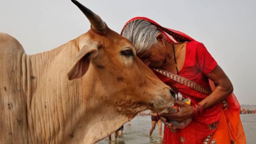 Indian cow Indian cow, Gold in cow urine, Gujarat, Gir, Offbeat