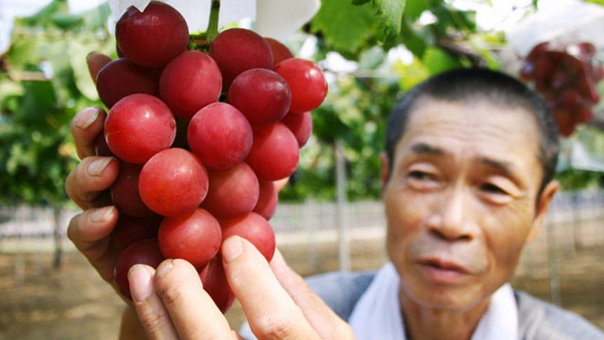 Japan farming