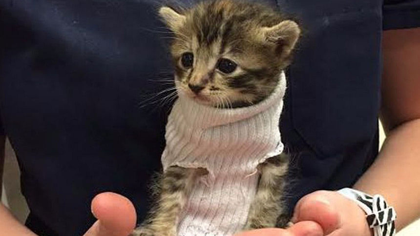 Tiny kitten Tiny kitten, Hurricane Matthew, Petsmart's Banfield Pet Hospital, North Carolina, Socially trending, social media