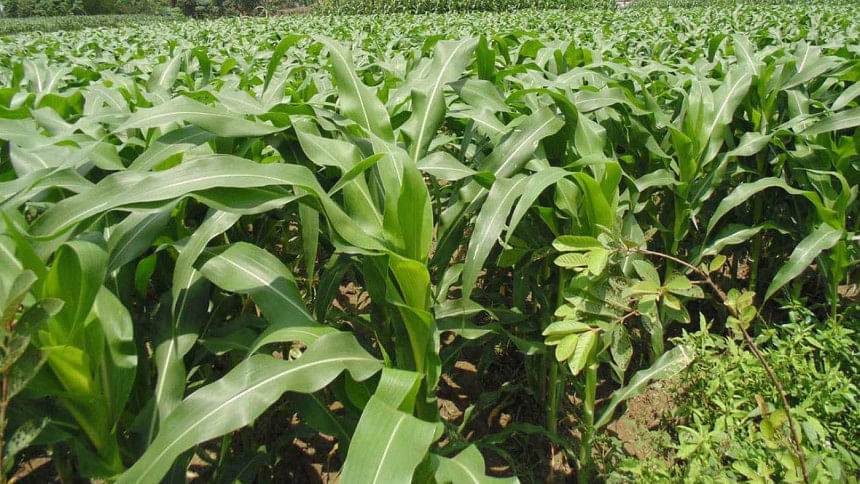 Baby corn farming gains | The Daily Star