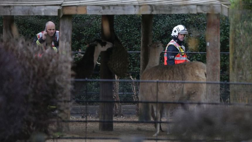 Fire at London Zoo, one aardvark missing Fire at London Zoo, one aardvark missing