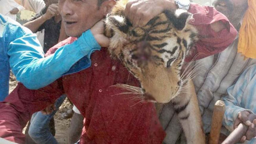 Man Eater Tigress Shot Dead In Indias Corbett Park The Daily Star 