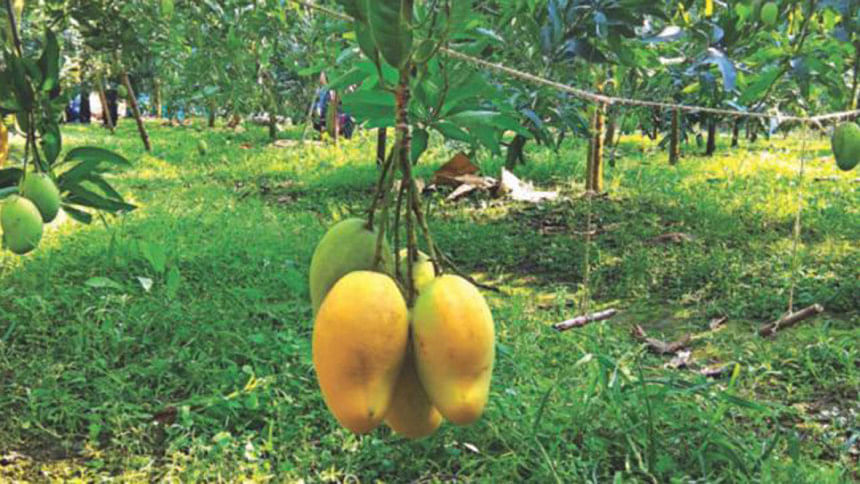 toxic chemical in mangoes toxic chemical in mangoes