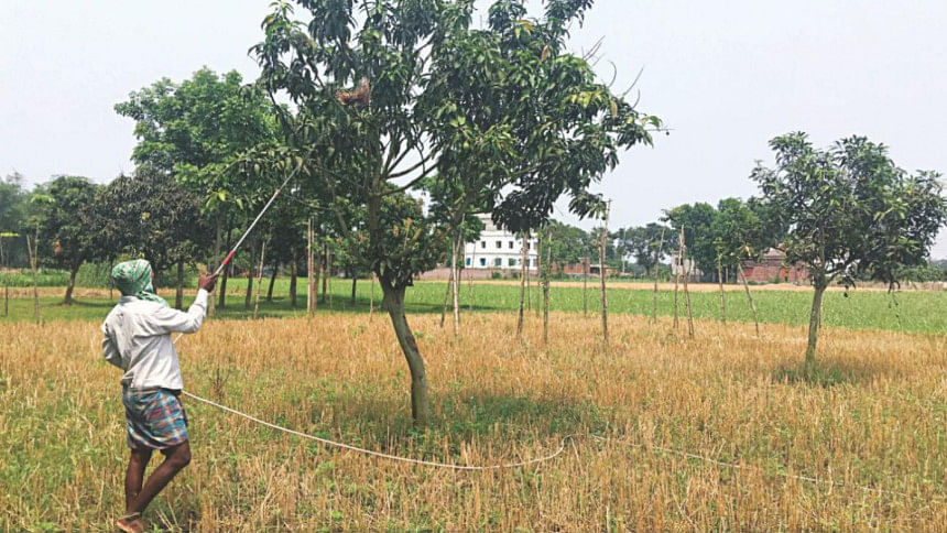 Overuse of pesticides in mangoes Awareness, monitoring and organic farming can prevent this